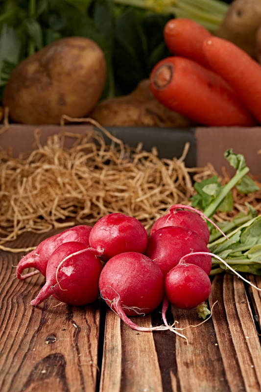 新鲜采摘有机蔬菜樱桃水萝卜图片