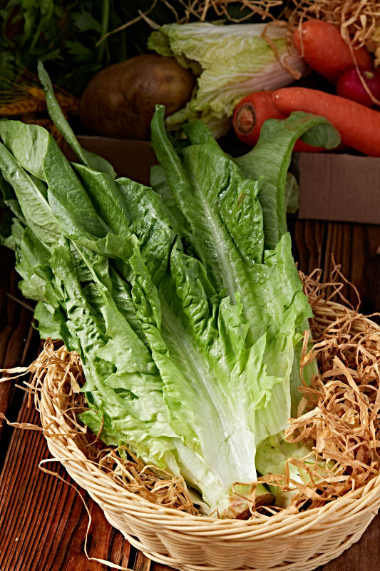 新鲜采摘有机蔬菜油麦菜图片