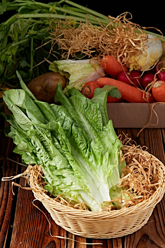 新鲜采摘有机蔬菜油麦菜图片