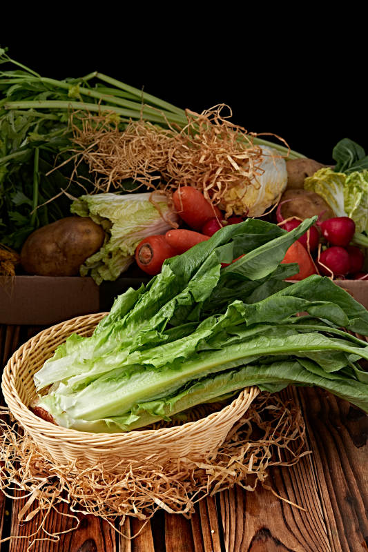 新鲜采摘有机蔬菜油麦菜图片