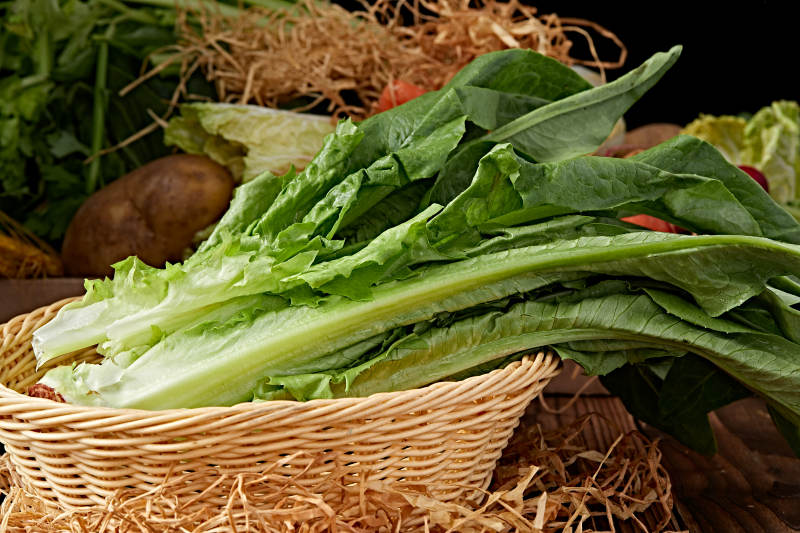 新鲜采摘有机蔬菜油麦菜图片