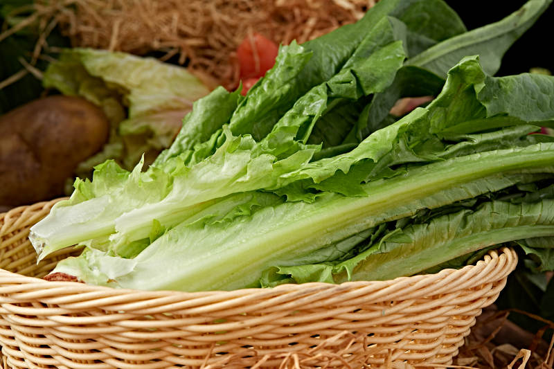 新鲜采摘有机蔬菜油麦菜图片