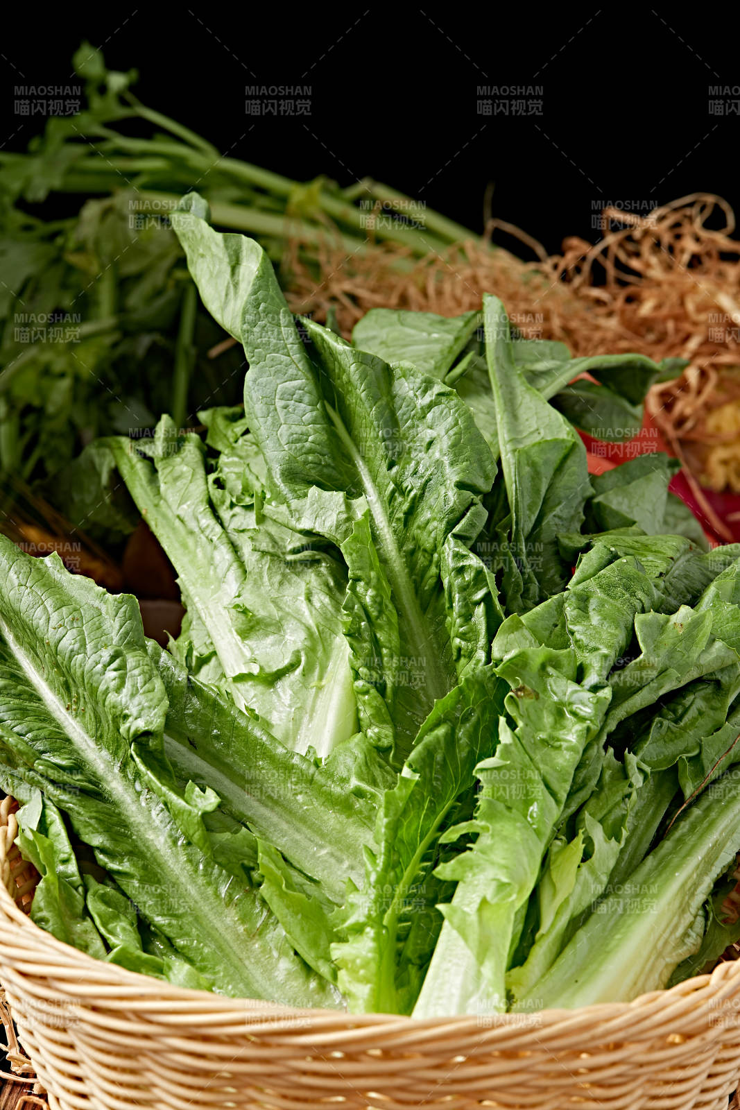 新鲜采摘有机蔬菜油麦菜图片