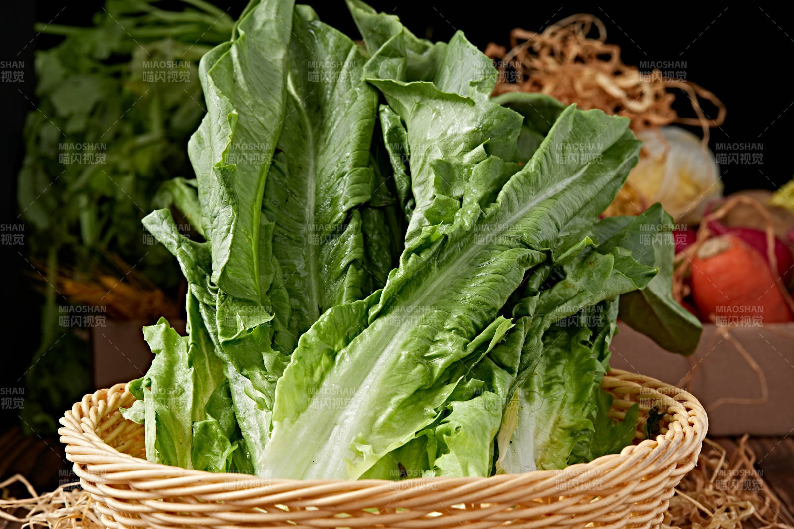 新鲜采摘有机蔬菜油麦菜图片