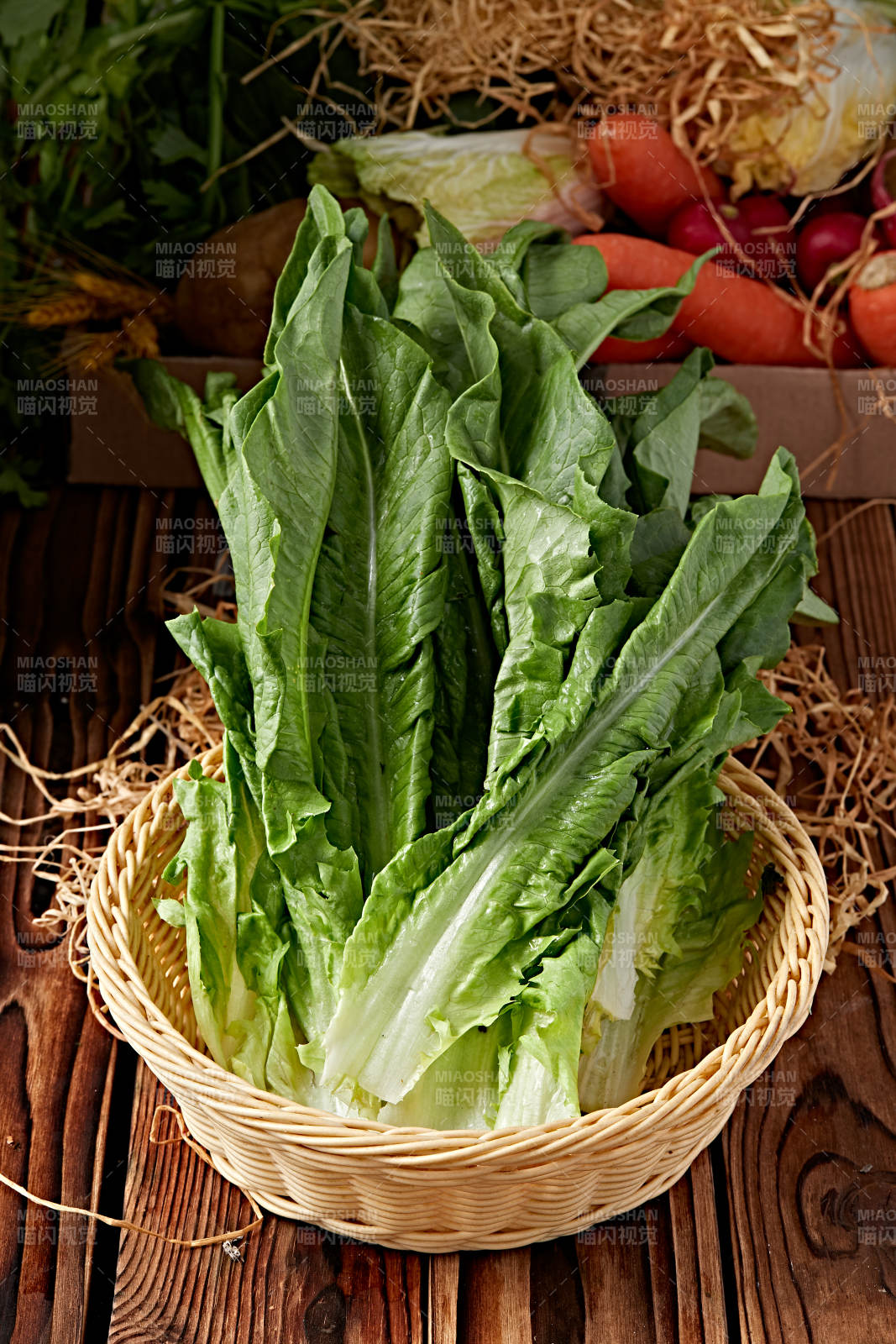 新鲜采摘有机蔬菜油麦菜图片