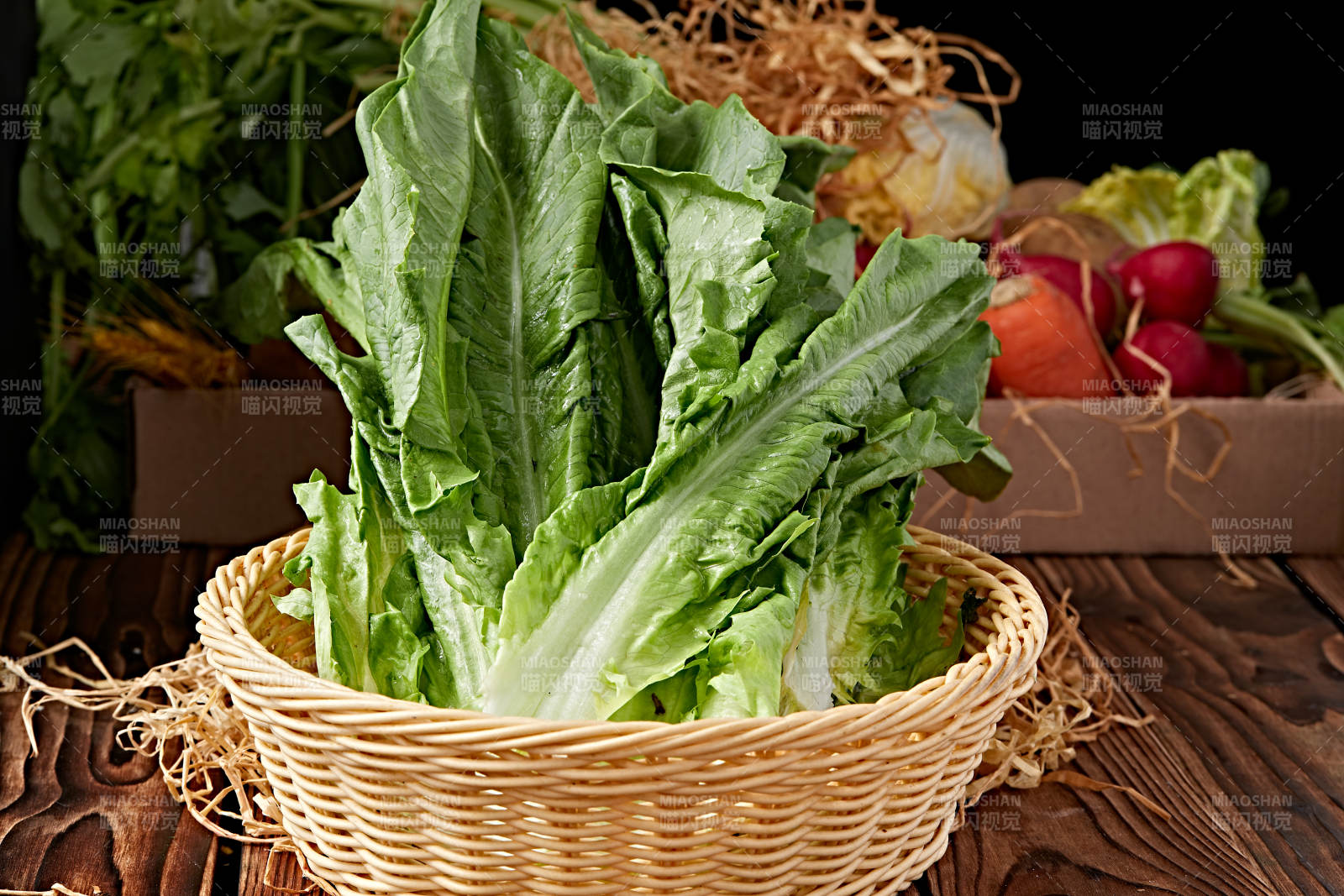 新鲜采摘有机蔬菜油麦菜图片