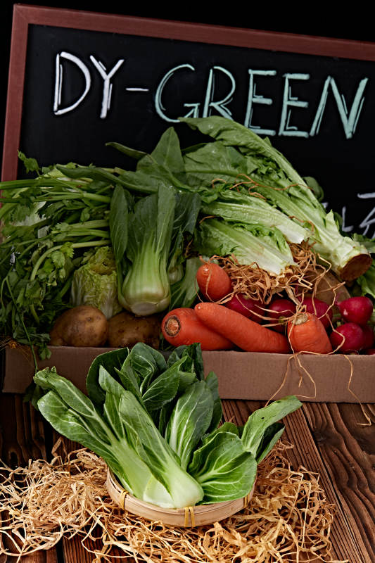 新鲜采摘有机青菜油菜图片