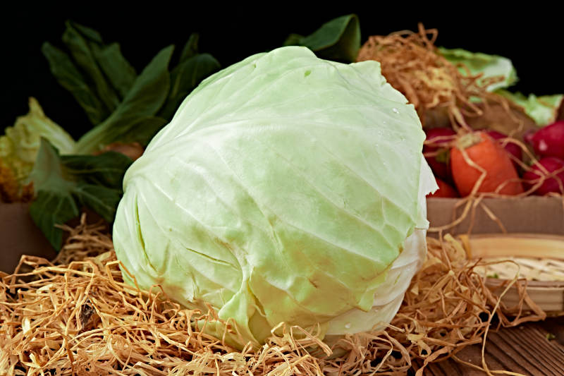 新鲜采摘有机蔬菜圆白菜图片