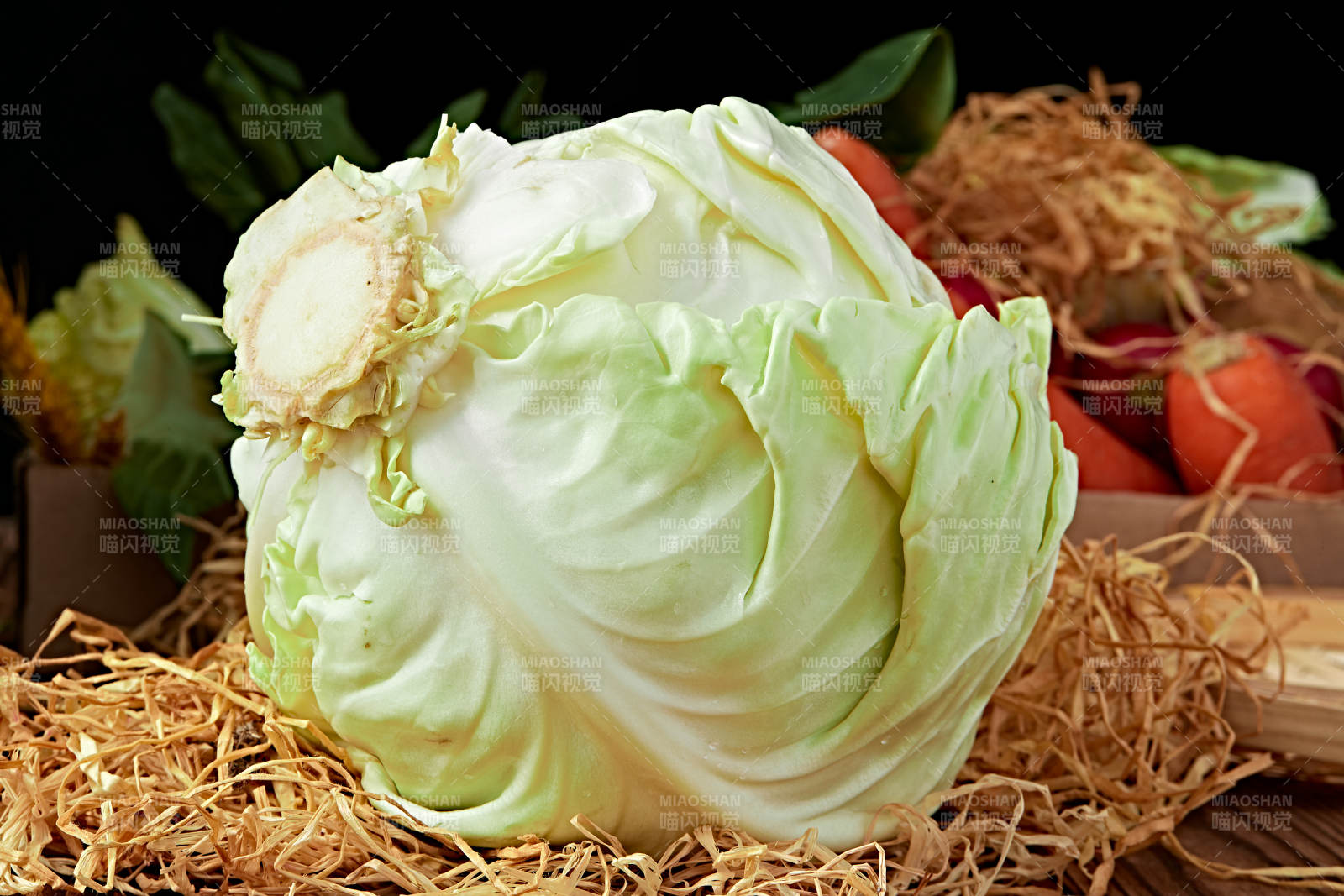 新鲜采摘有机蔬菜圆白菜图片