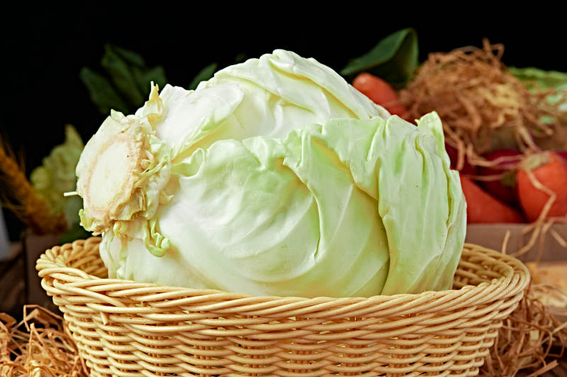 新鲜采摘有机蔬菜圆白菜图片