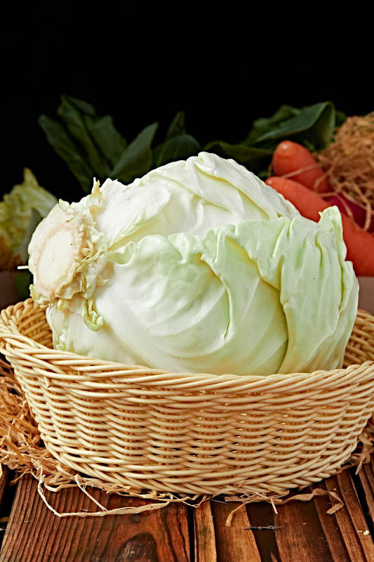 新鲜采摘有机蔬菜圆白菜图片