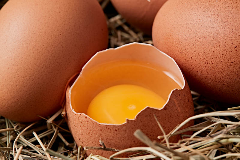 被草团拥抱的营养丰富味道鲜美的油鸡蛋图片