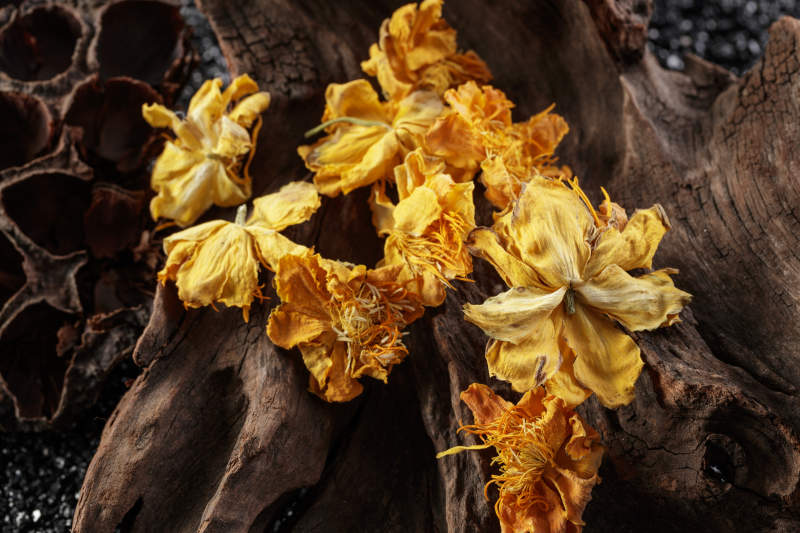 香气芬芳的沽源特产金莲花茶图片