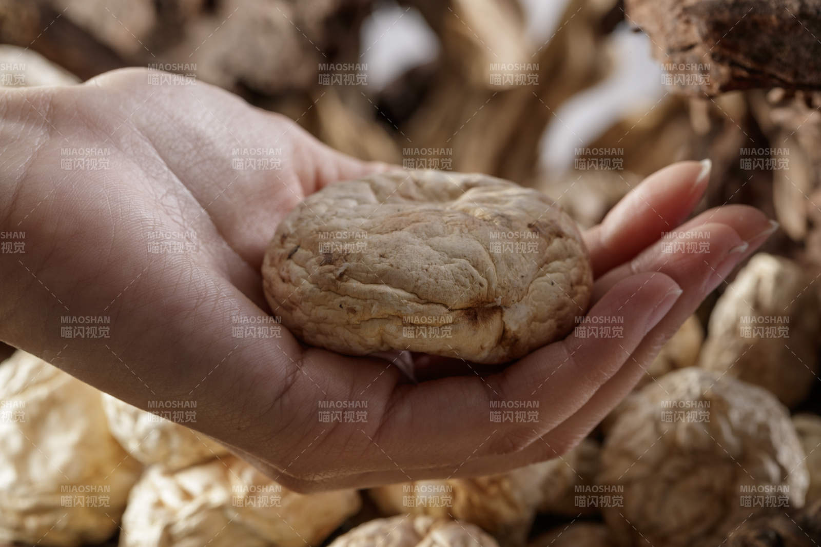 摆放在复杂背景上的坝上脱水干制口蘑图片