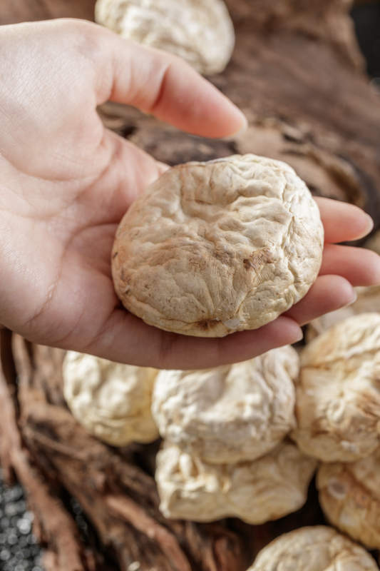 摆放在复杂背景上的坝上脱水干制口蘑图片