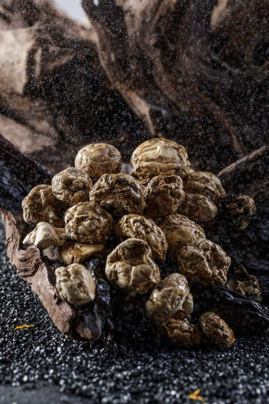 摆放在复杂背景上的坝上脱水干制口蘑图片