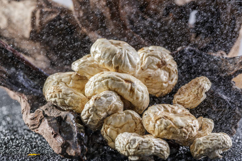 摆放在复杂背景上的坝上脱水干制口蘑图片