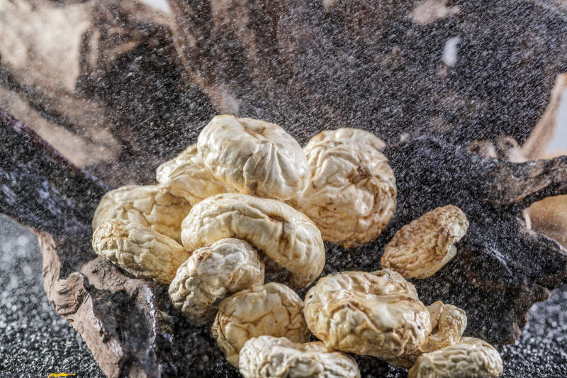 摆放在复杂背景上的坝上脱水干制口蘑图片