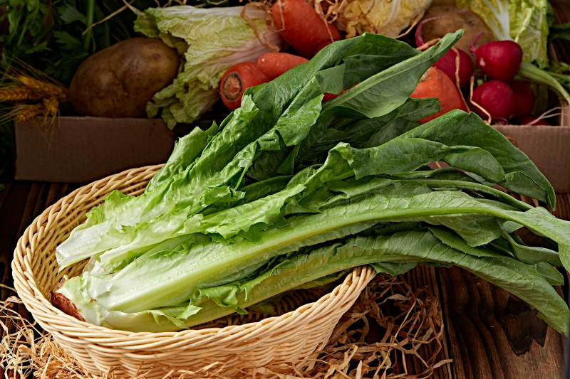 新鲜采摘有机蔬菜油麦菜图片