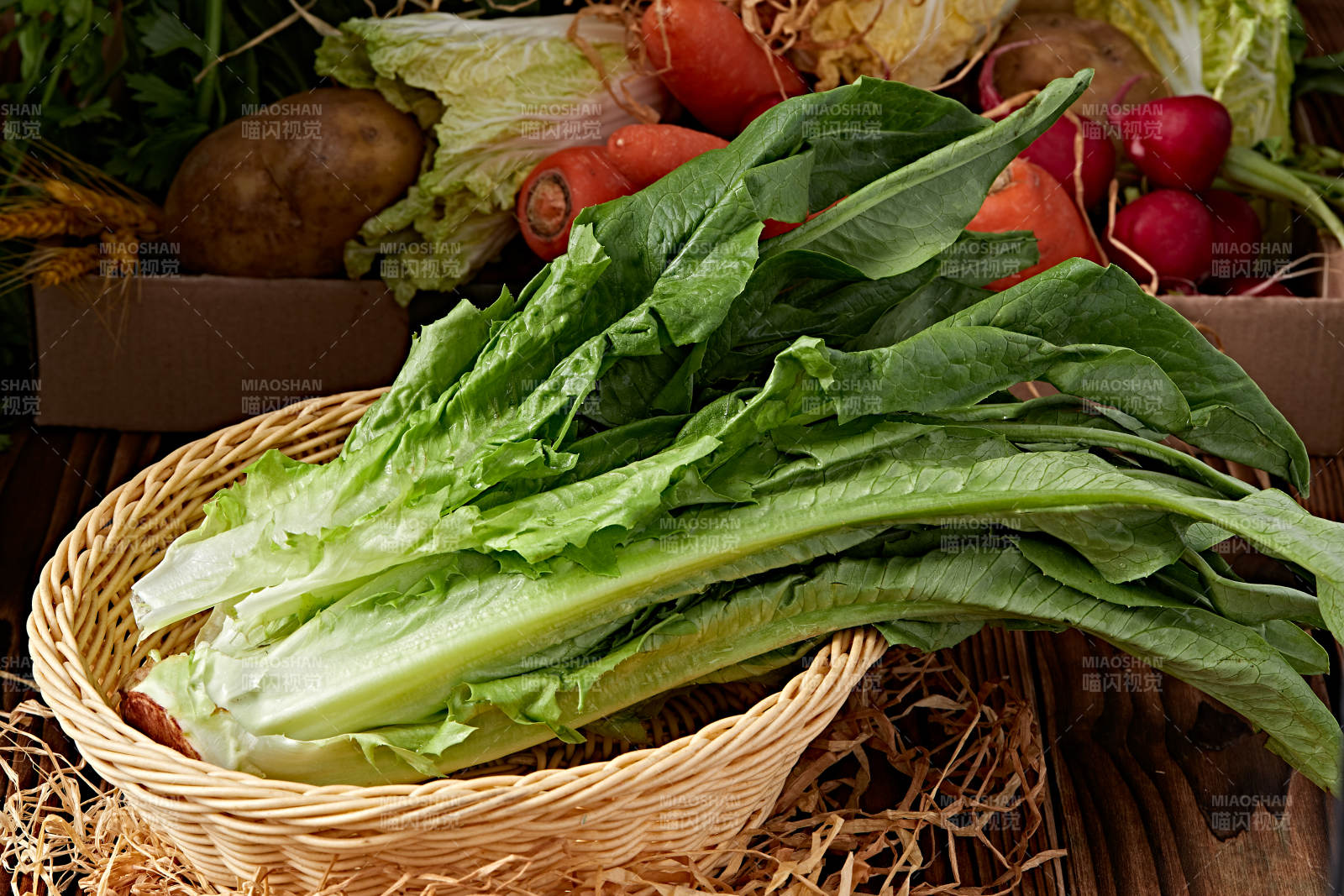 新鲜采摘有机蔬菜油麦菜图片