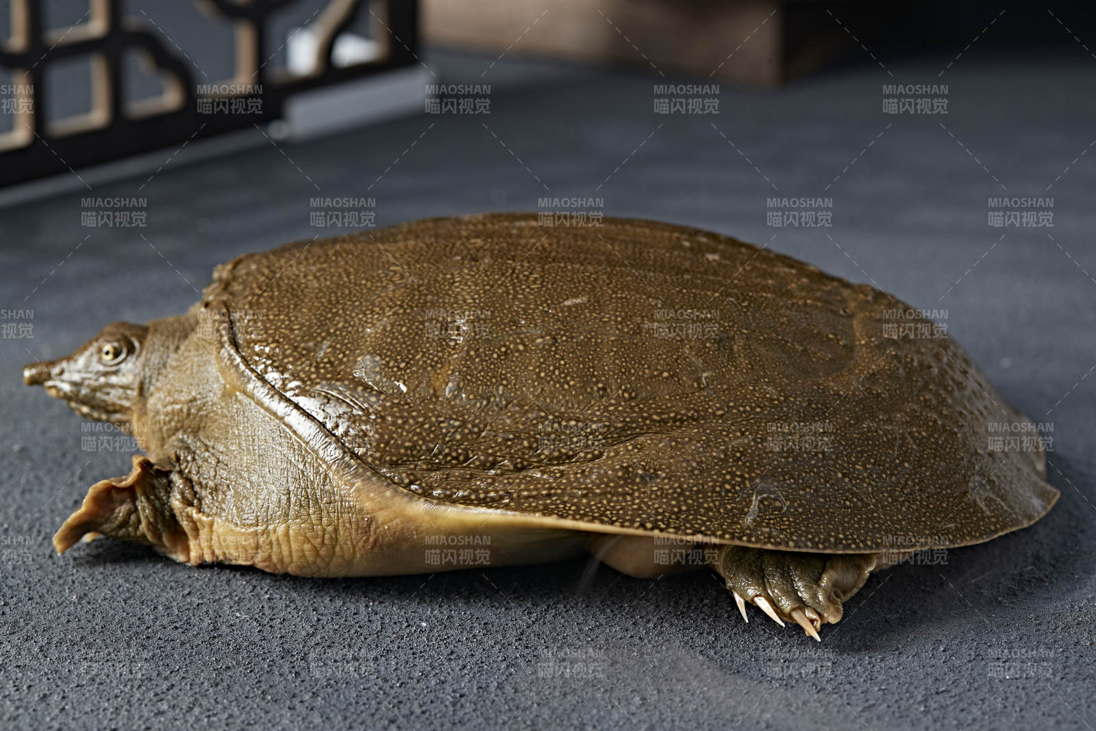 一只生猛鲜活的甲鱼图片