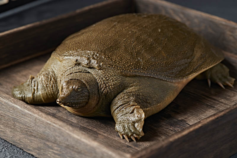 一只生猛鲜活的甲鱼图片