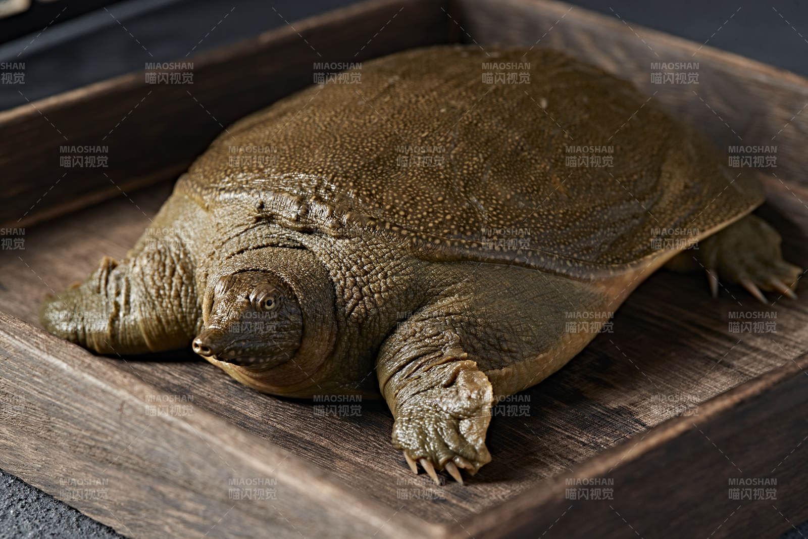 一只生猛鲜活的甲鱼图片