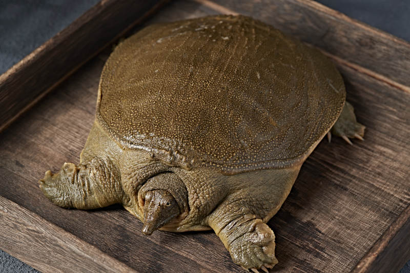 一只生猛鲜活的甲鱼图片