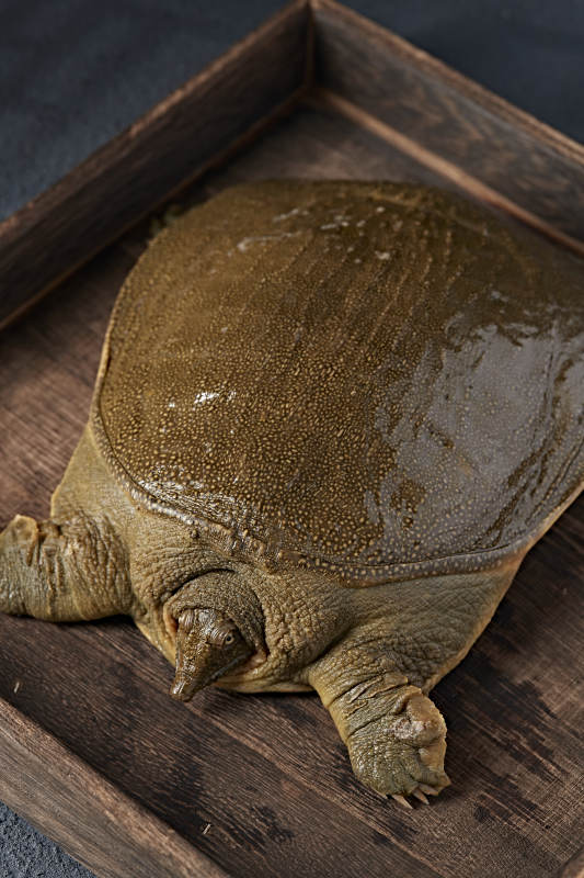 一只生猛鲜活的甲鱼图片