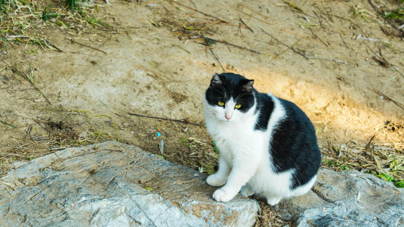 黑白猫静坐石上图片