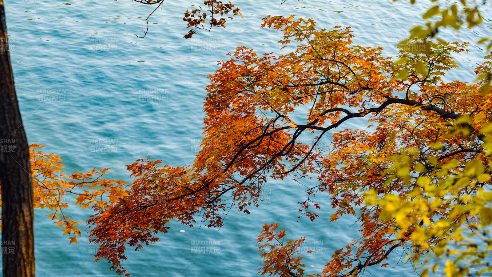 秋叶映湖水图片