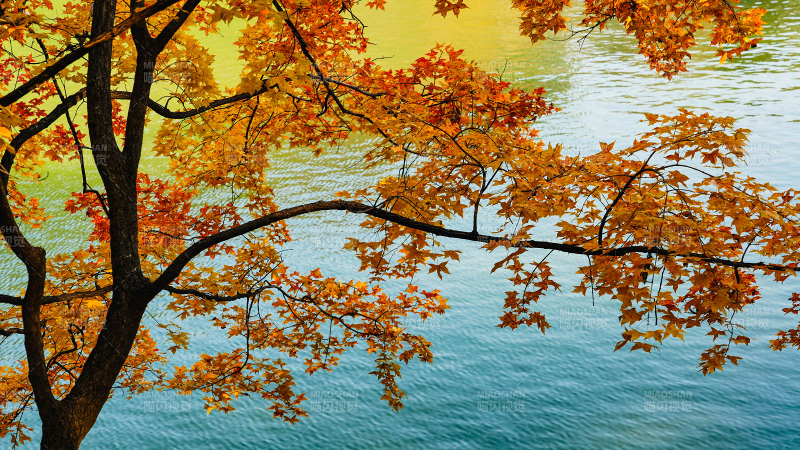 颐和园秋叶映水图片