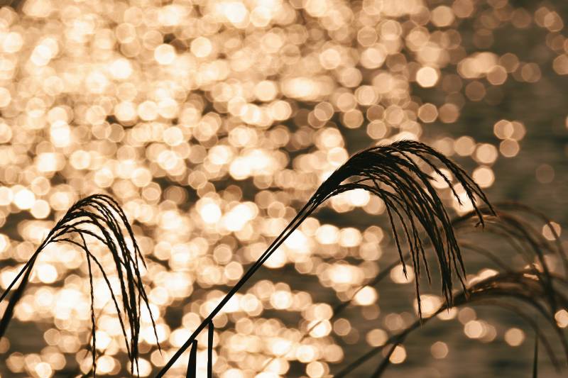 芦苇映水光图片