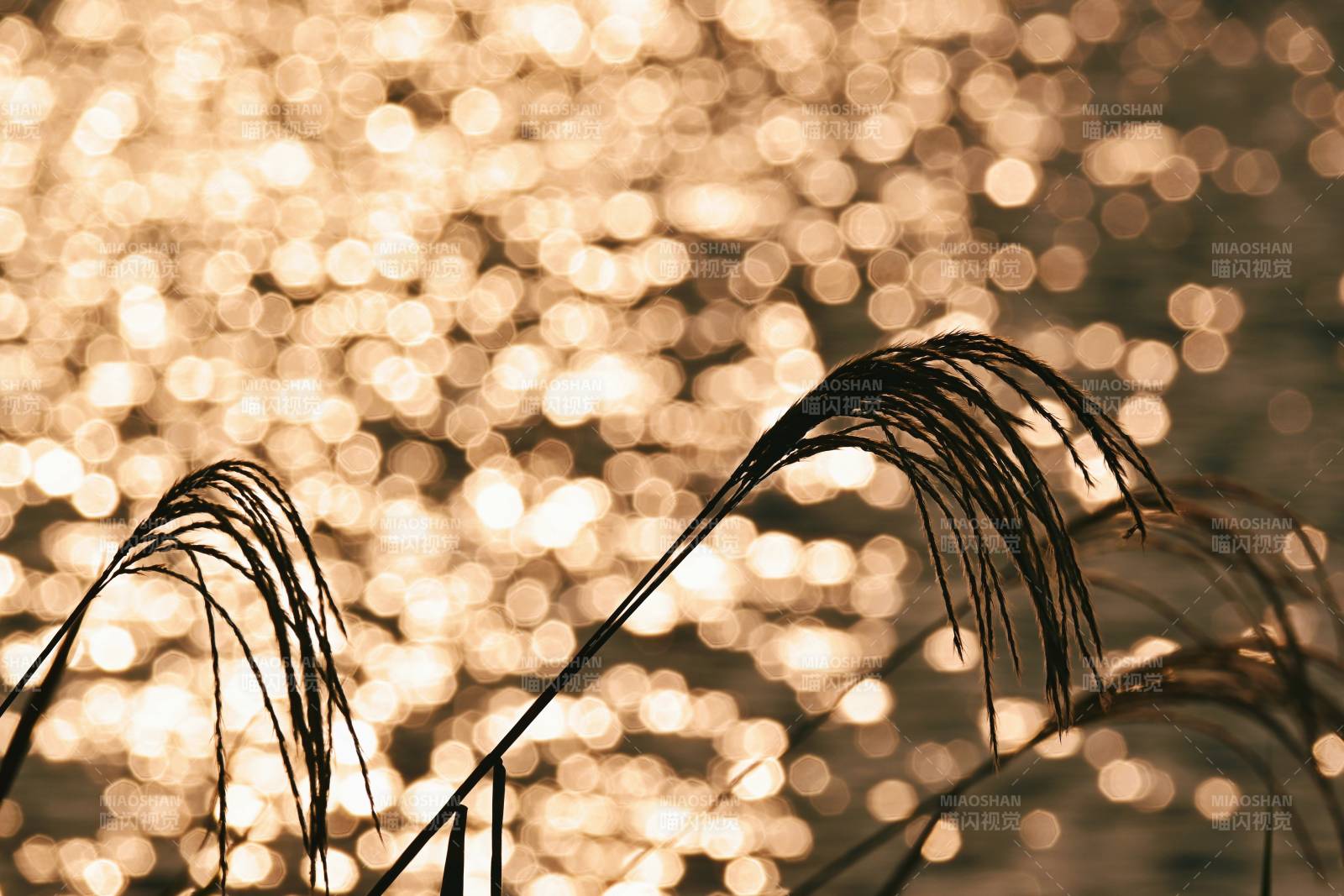 芦苇映水光图片