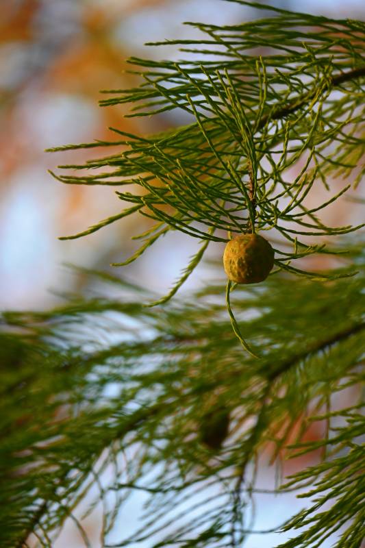 松枝上的小果实图片