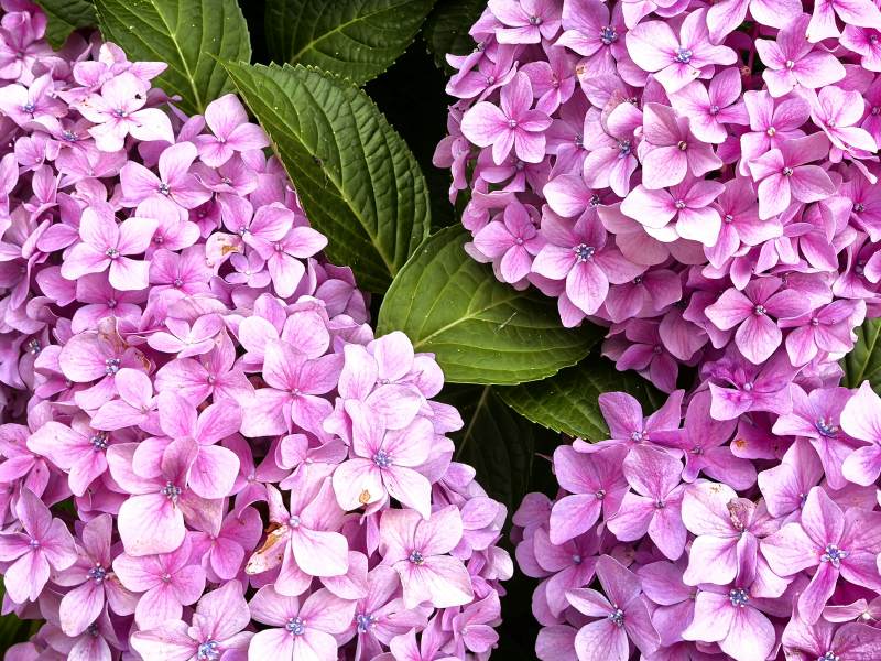 紫绣球花绽放图片