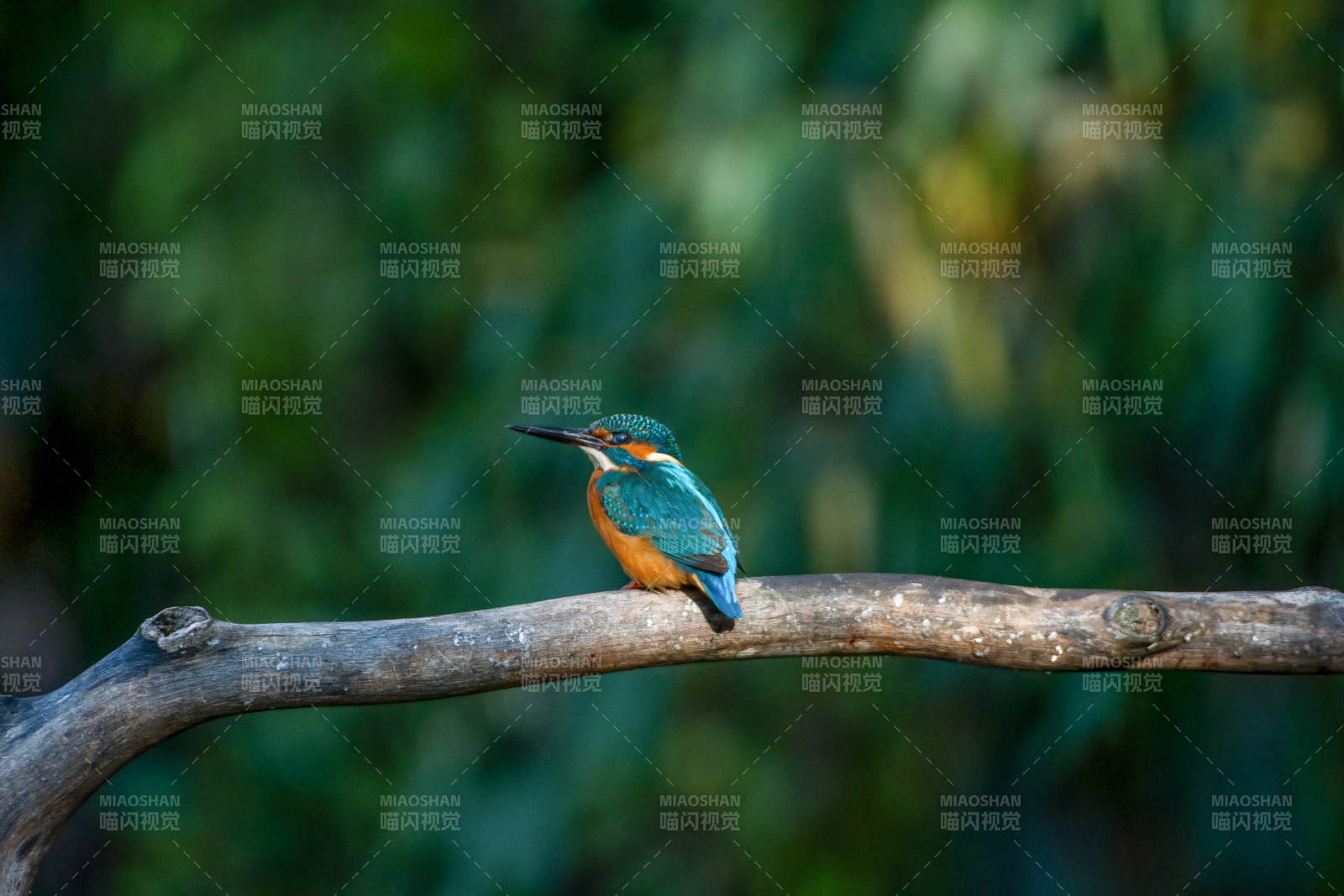 翠鸟栖枝 静谧自然图片