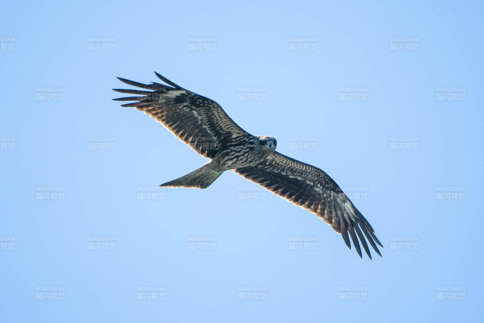 翱翔天际的黑鸢图片