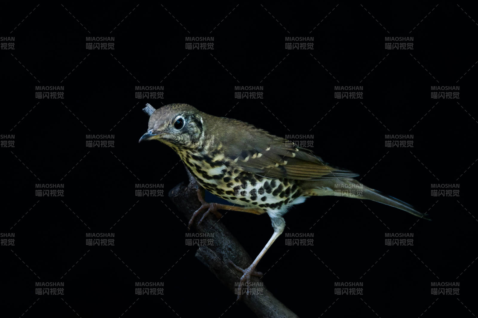 夜色中的宝兴歌鸫图片