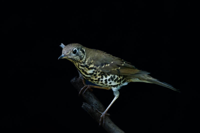 夜色中的宝兴歌鸫图片