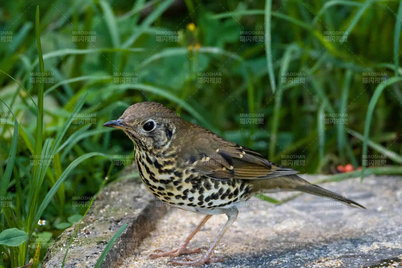 宝兴歌鸫栖息石上图片