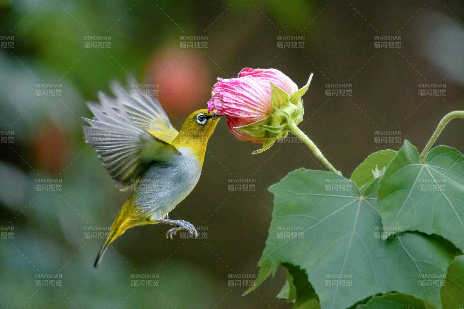 绣眼鸟亲吻粉花图片
