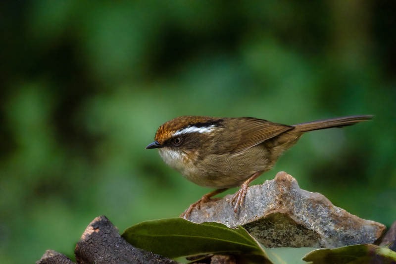 褐胁雀鹛正在觅食图片