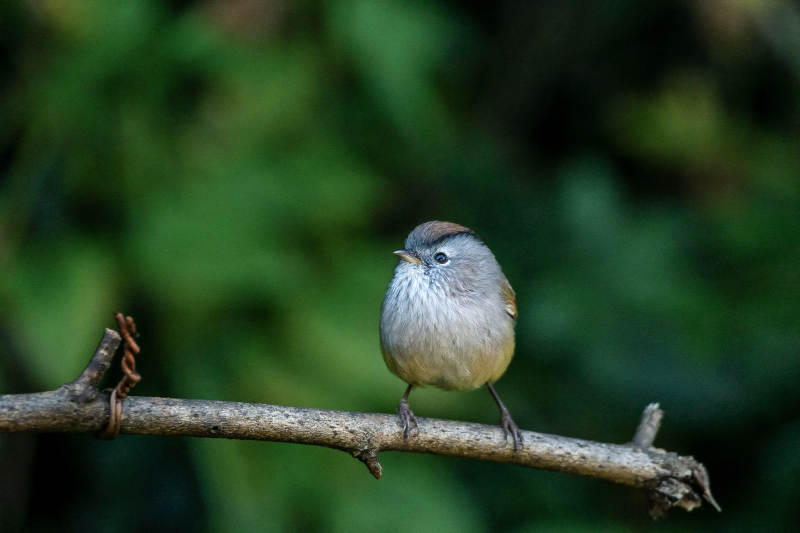 棕头雀鹛栖枝 静谧自然图片