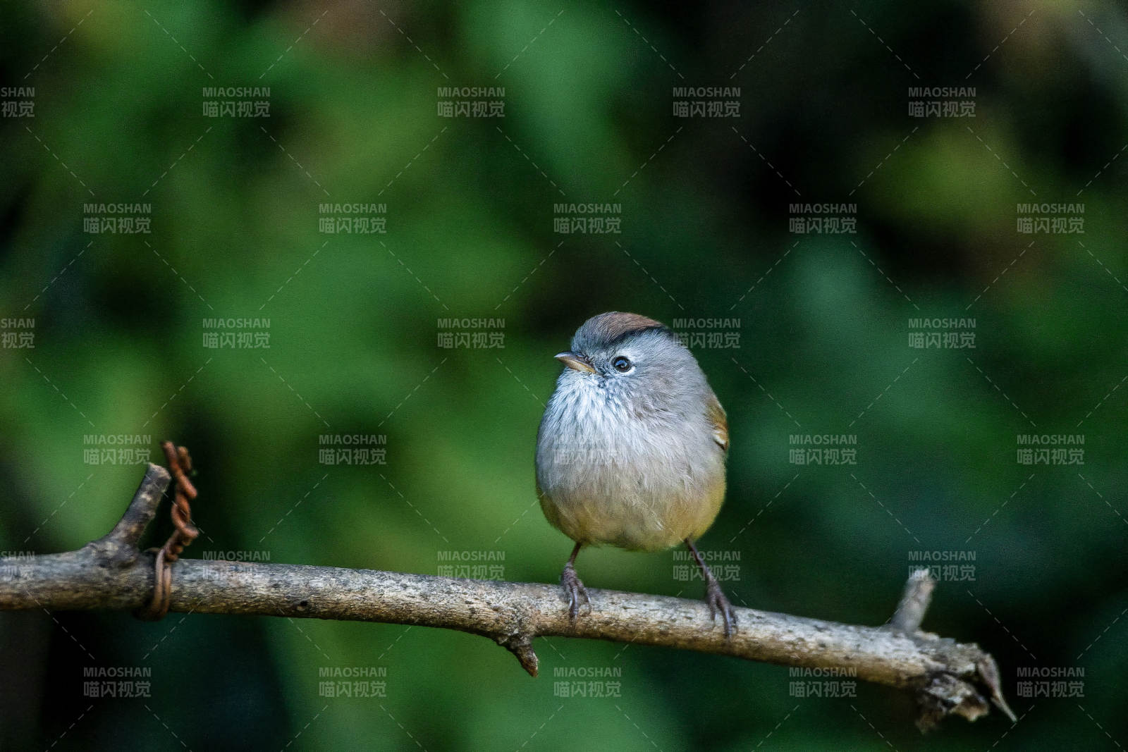 棕头雀鹛栖枝 静谧自然图片