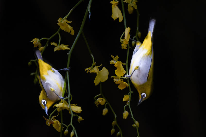 绣眼鸟觅食花间图片