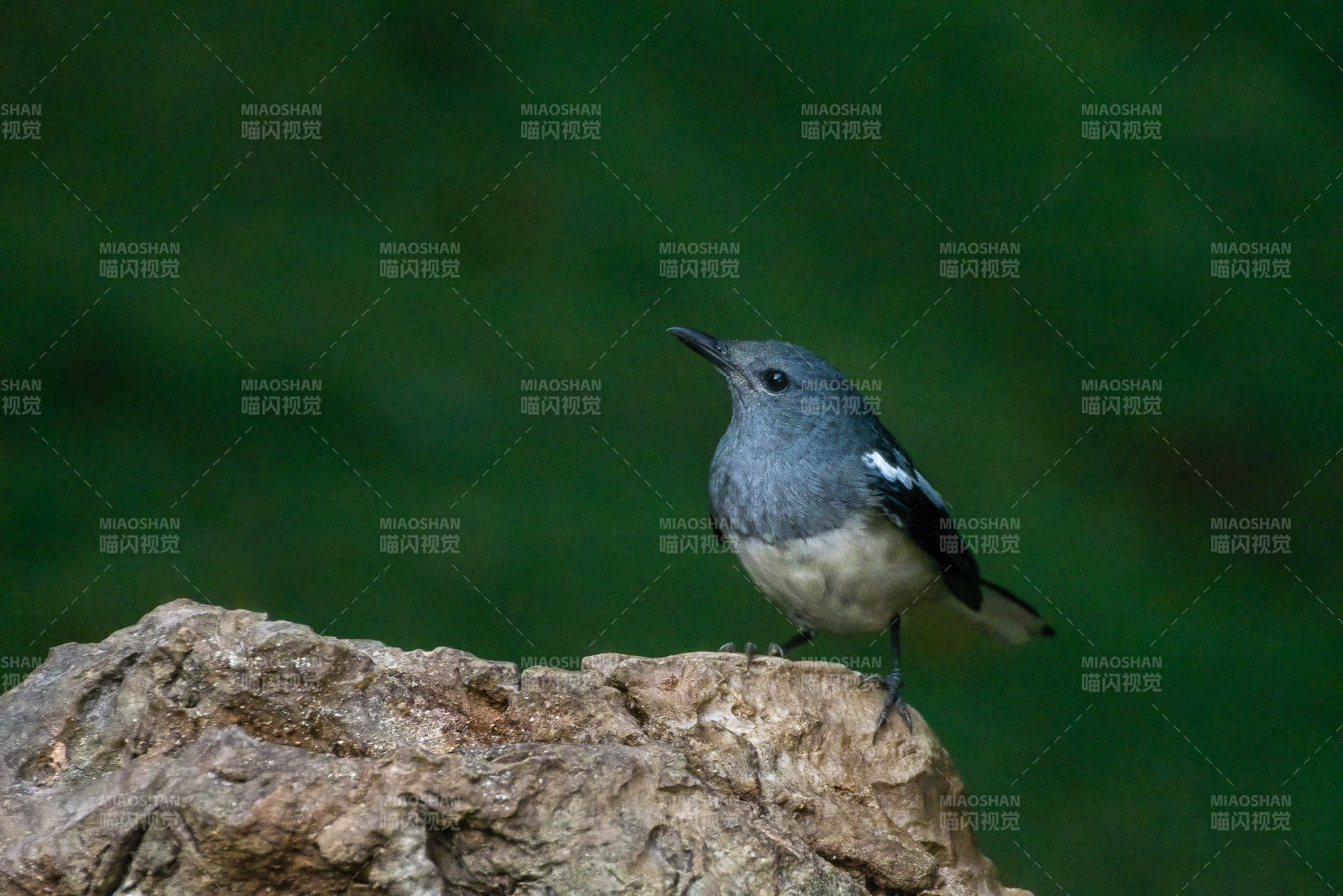 灰鹊鸲栖息岩石上图片