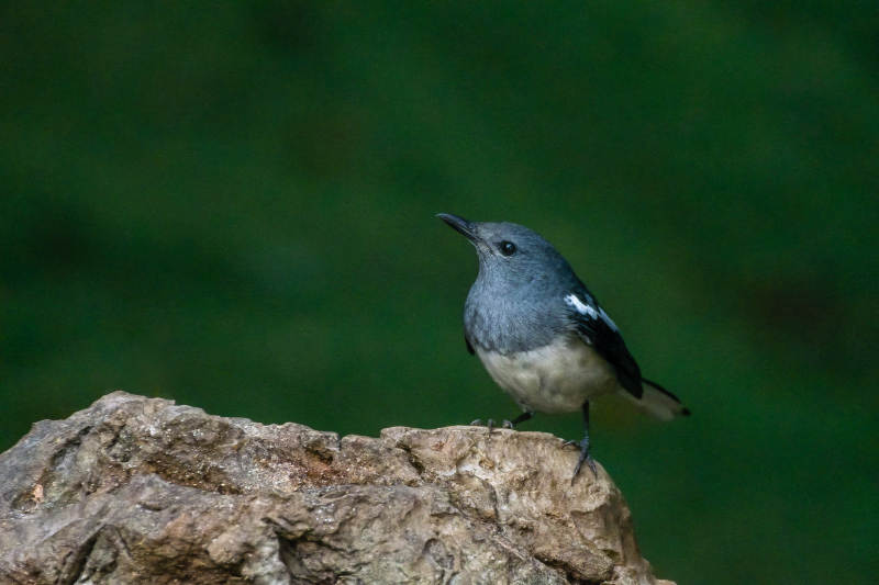 灰鹊鸲栖息岩石上图片