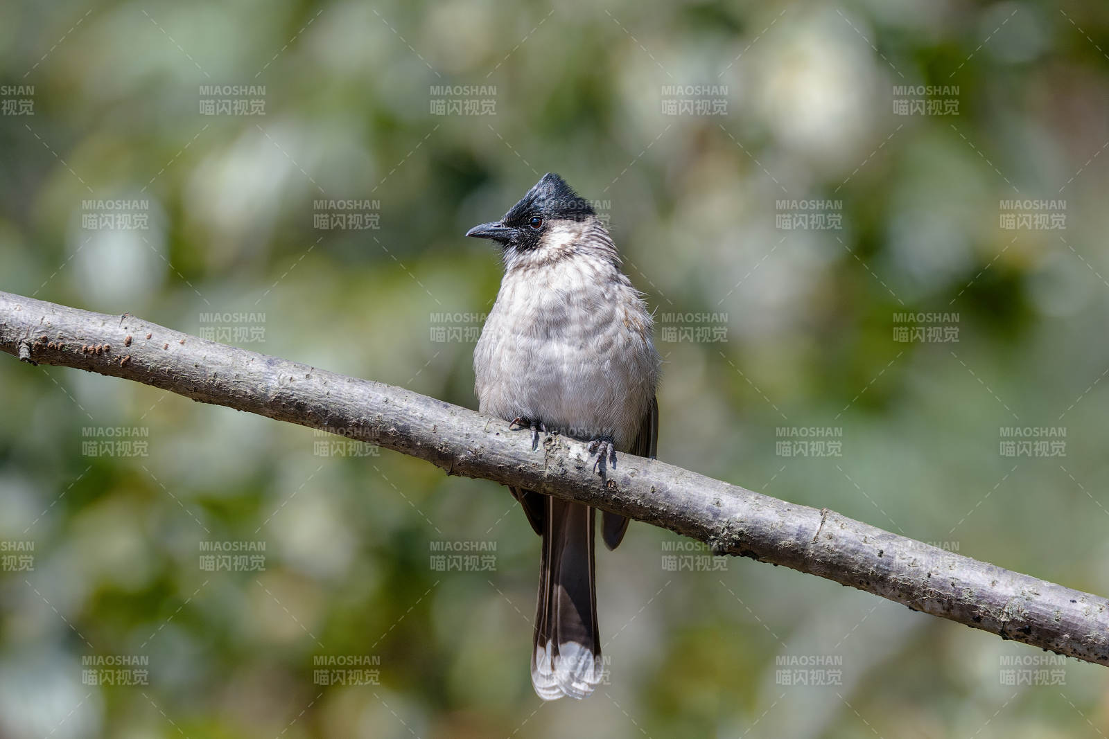 黄臀鹎栖枝头图片