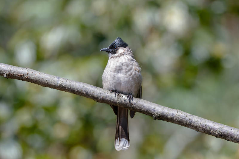 黄臀鹎栖枝头图片